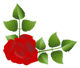 Red Rose
