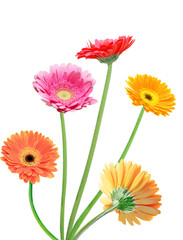 Muticolor Gerbera