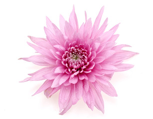 Obraz premium autumn flowers
