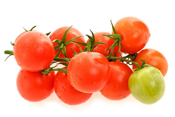 Branch of tomatoes