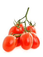 Branch of tomatoes