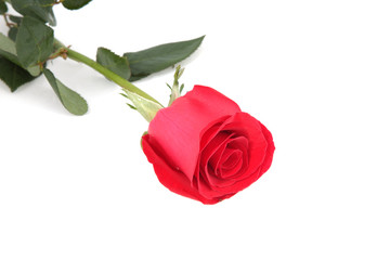 Naklejka premium rose