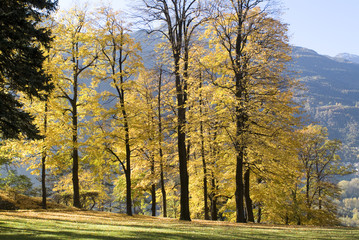 Fototapeta na wymiar autunno paesaggio