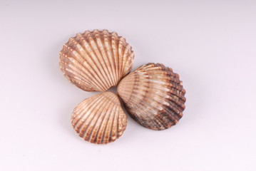 muszelki, shells