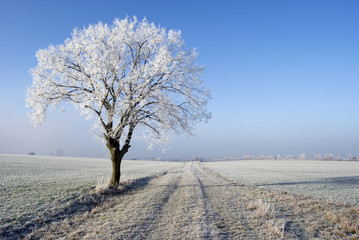 beautiful frozen tree in winter
