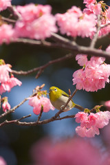 リュウキュウメジロと寒緋桜