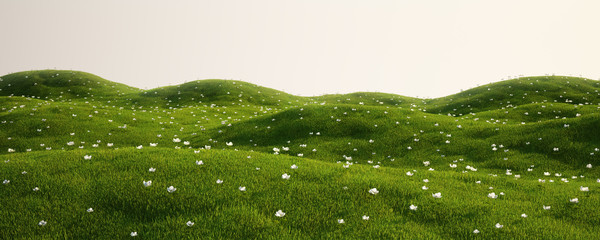 Grass field with white flowers - 12126587