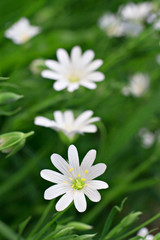 Stellaria holostea. Addersmeat or Greater Stitchwort