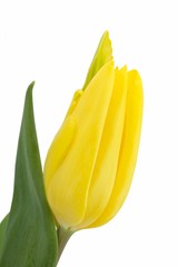 Tulpen, Gelbe Tulpe