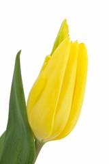 Naklejka premium Tulpen, Gelbe Tulpe
