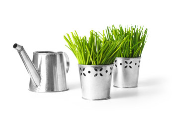 Watering can with grass in flowerpot on white