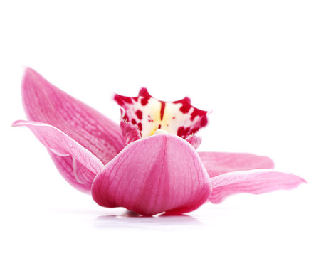 Fototapeta beautiful pink orchid