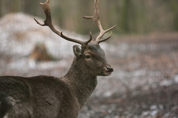 Reh © Petra Kohlstädt