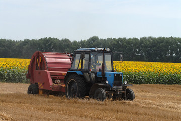 The tractor collects straw against blossoming sunflower
