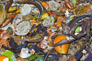 garbage vegetable