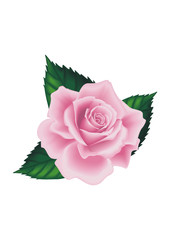 Isolated Beautiful Pink Rose with Green Leafs