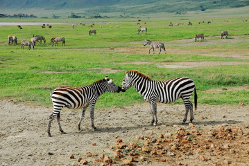 Fototapeta na wymiar Zebras. The talk