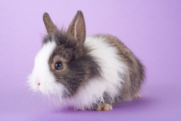 spotted bunny isolated on purple background