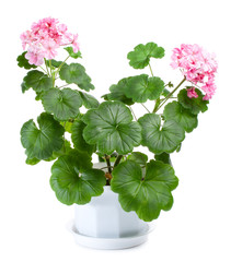 blossoming geranium in pot - 12133952