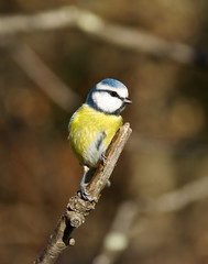 Mésange bleue