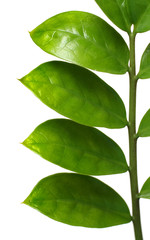 branch with green leaves