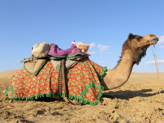 Camel in Sam Desert, Rajasthan - obrazy, fototapety, plakaty