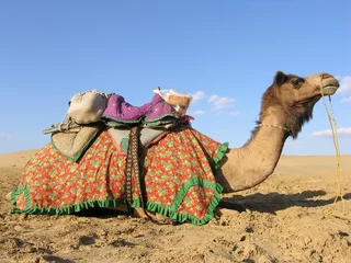 Zelfklevend Fotobehang Camel in Sam Desert, Rajasthan © Photo 66