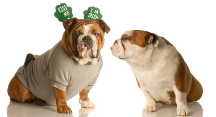 St. Patricks Day bulldogs sharing a little Irish love