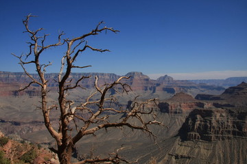 Grand Canyon 2008 - Baum