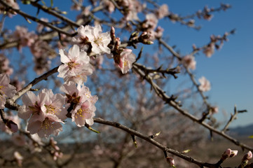 Almond tree - Branch with flowers