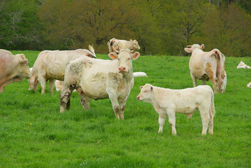 Obraz premium Rind - cow 26