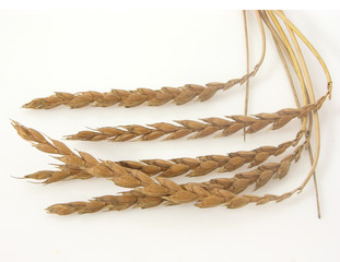 Fünf Dinkelähren/five ears of spelt