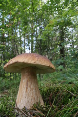 Boletus