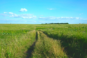 Obraz premium summer road in the field