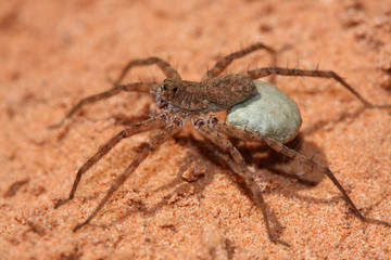Fishing Spider with Eggsack