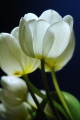 Tulpen