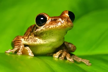 Crédence de cuisine en verre imprimé Grenouille Tree Frog Looking at You on Backlit Green Leaf