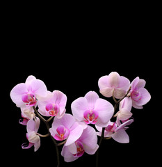Fototapeta na wymiar orchidea na czarnym