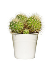 cactus in a white pot isolated on white