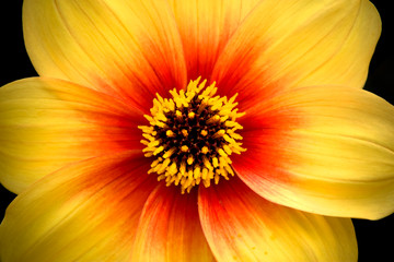 Dahlia Moonfire Close Up