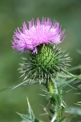 Close-up blooming  thistle on green grass background