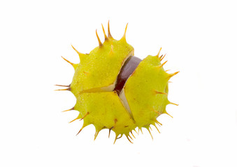 Chestnut