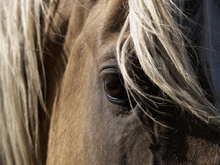 A close-up of a palomino horse's eye.