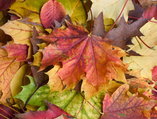 colored leaves