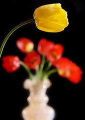 Obraz premium tulips