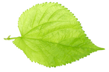 jeune feuille de murier