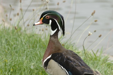 canard