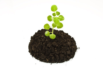 growing green plant in soil