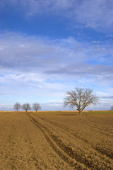 Fototapeta premium Ploughland and trees