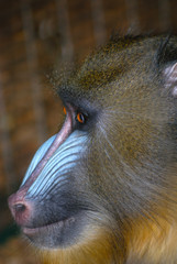 Mandrin monkey profile